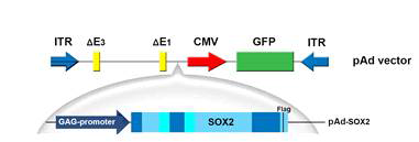 GAG를 포함하는 SOX2 아데노 바이러스 벡터구조