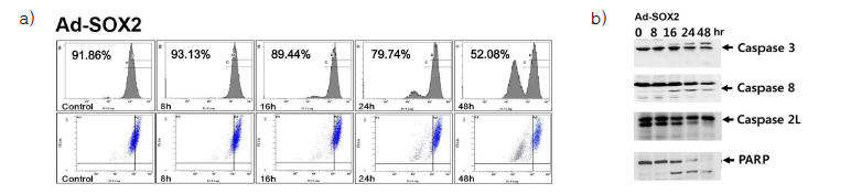 MTT 분석법(a) 및 Caspase 활성 측정(b)을 통한 SOX2 표적 유전자 치료제 효능 평가