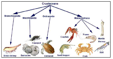 갑각류의 종류 및 계통학적 분류 체계