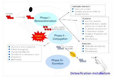 해산곤쟁이 detoxification metabolism 분석 결과