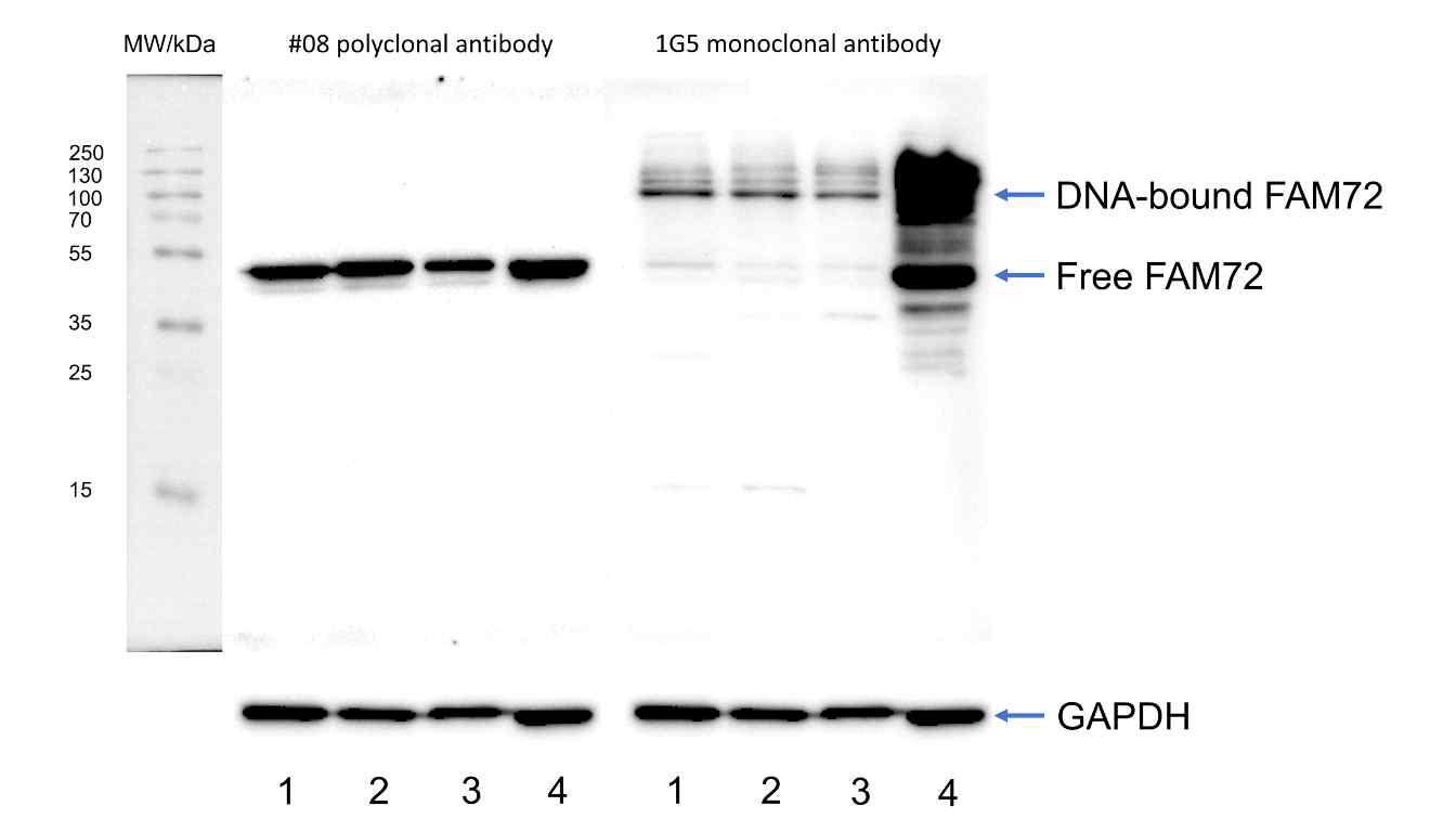 Western blot analysis of FAM72 protein in cell line and brain tissue lysates with #08 polyclonal antibody and 1G5 monoclonal antibody. 1 = A549 (lung); 2 = Mda-mb 231 (breast); 3 = COS-7 (kidney); 4 = mouse brain tissue. Each lane has 25 μg protein