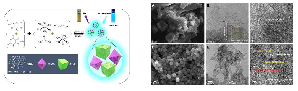 (왼쪽) Schematic diagram of the MFNCDs synthesis process. (오른쪽) SEM images of (A) pure NCDs and (D) MFNCDs. TEM images of (B-C) pure NCDs and (E-F) MFNCDs composite. The inset of (B) shows the particle size distribution of the NCDs and (E) high-resolution TEM images of MFNCDs