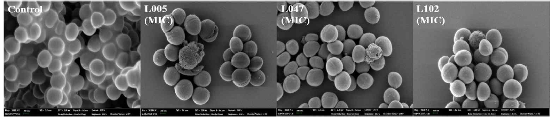 Scanning electron microscope(SEM) of S. aureus CCARM 3089