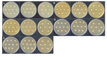 Screening of antimicrobial activity of lactic acid bacteria against various indicators. A; E. coli KCTC 2571, B; S. aureus KCTC 3881, C; S. aureus KCCM 11335, D; B. cereus KCCM 11204, E; L. monocytogenes KCCM 40307