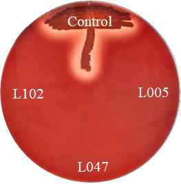 Hemolysis of candidate strains