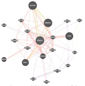 BRMS1 유전자의 gene networks 확인