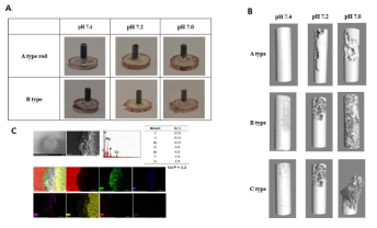 개발된 생체흡수성 금속(A)을 상기 다른 pH환경에서 부식정도 3차원 구조(B)로 확인 및 EDX 분석(C)을 한 그림