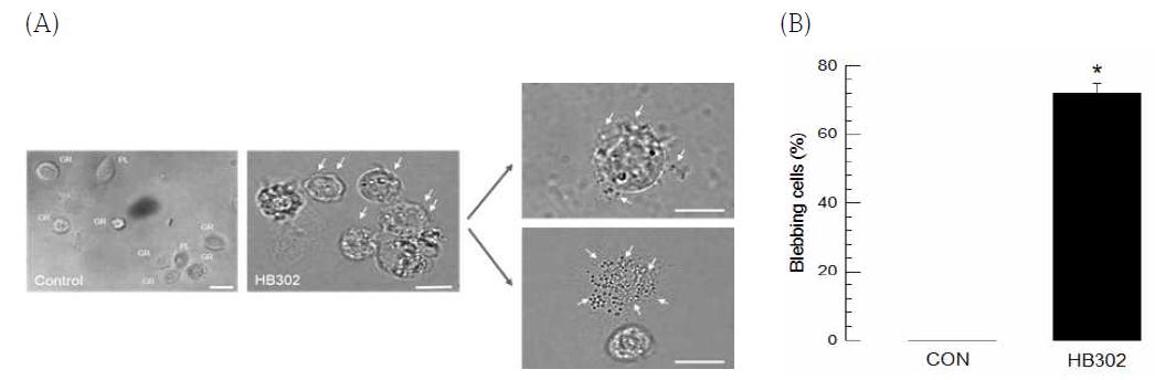 Cytotoxicity of GXP against S. exigua hemocytes