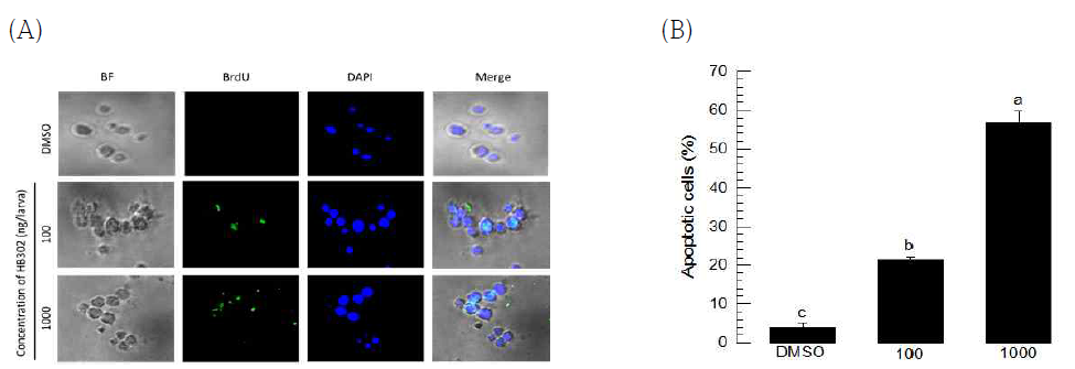 TUNEL assay of GXP against hemocytes