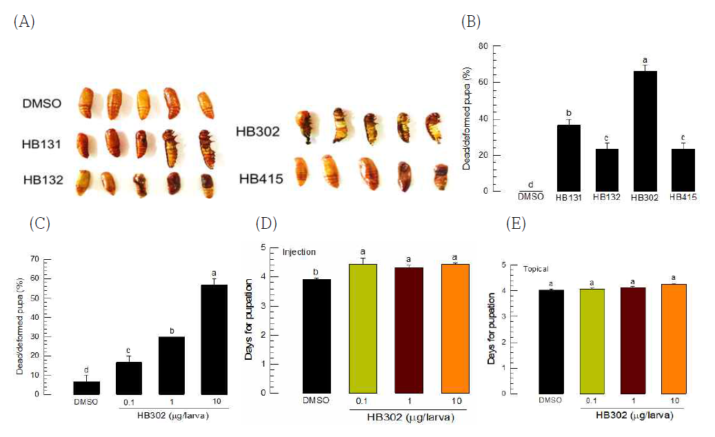 Effect of GXP derivatives on pupal metamorphosis of S. exigua. (A) Malformed pupae treated with GXP (B) Different efficacy of GXP derivatives to form malformed pupae (C) Dose-response of HB302. (D, E) Effect of GXP on larval developmental rate by injection and topical applications