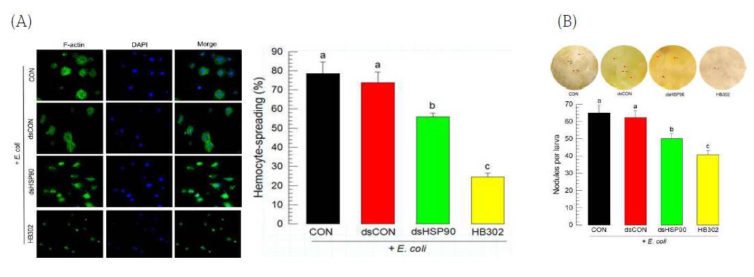 Effect of HSP90 in cellular activity in hemocytes of S. exigua. (A) Hemocyte-spreading activity (B) Nodulation assay