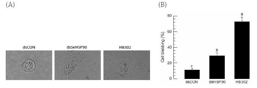 Effect of HSP90 RNAi on cell death of hemocytes in S. exigua