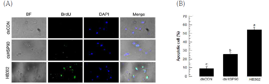 Effect of HSP90 RNAi on apoptosis ofS. exigua hemocytes (A) TUNEL assay (B) Frequencies of apoptotic cells