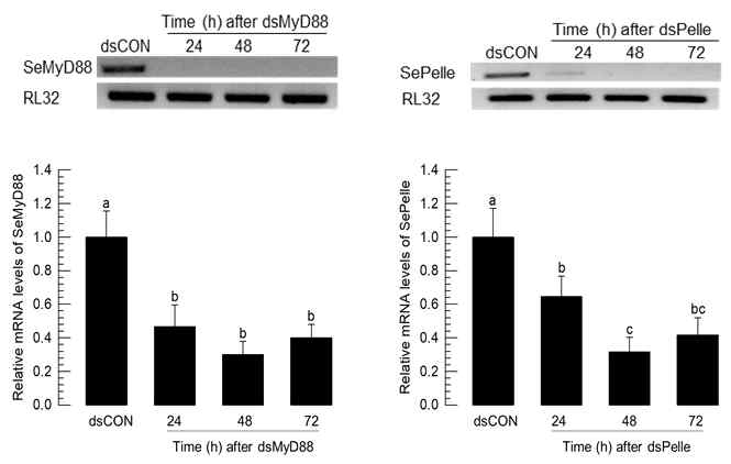 RNAi - MyD88/Pelle