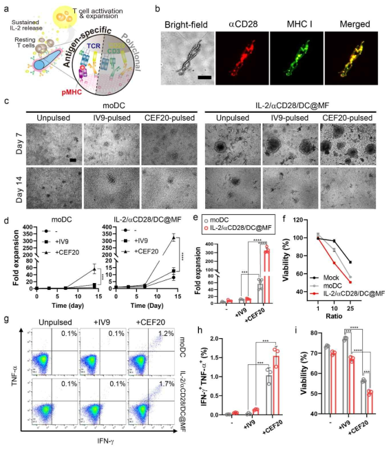 항원 특이적 T 세포 증식 결과. (a) 항원 특이적 T 세포 증식 도식, (b) 지지체 표면에 수식된 T 세포자극항체 CD28과 수지상세포막 유래 MHC I 형광 표지 및 이미징, (c) 광학 현미경 이미징을 통해 CMV 항원 특이적 T 세포 배양 관찰, 배양 전, 자가 수지상세포 (moDC)와 지지체를 IV9 (대조군 항원) 또는 CEF20 (CMV 항원)에 노출하여 CMV 항원 특이적 T 세포를 자극할 수 있도록 전처리, (d) CMV 항원 특이적 T 세포 증식 양상, (e) 배양 14 일 차 증식 배수, (f-j) 증식된 T 세포 기능성 테스트, (f) CMV 항원을 제시하는 타겟세포 T2 와 증식된 T 세포의 비율에 따른 T2 표적세포 사멸정도, (g, h) 유세포 분석을 통해 T2 표적 세포와 공배양 한 T 세포가 발현하는 사이토카인 발현, (i) T2: T = 25 비율에서 4시간동안 공배양 시, T2 표적세포의 사멸률