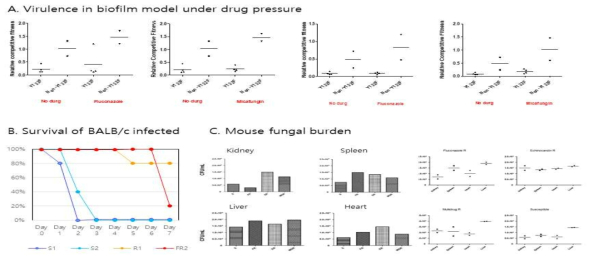 Results of virulence experiments using biofilm model with or without adding antifungals (fluconazole and micafungin) (A) and the immuno-suppressed mice model (B and C) for antifungal susceptible (S1 and S2) and resistant (R1 and R2) isolates. Mouse fungal burden were assessed in kindey, spleen, liver and heart