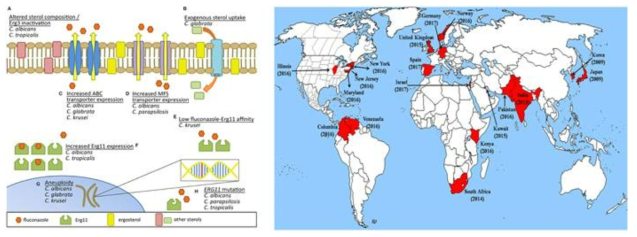칸디다의 항진균제 내성 기전 [참고문헌 1] 및 다제내성 C. auris가 2009년 한국과 일본에서 보고된 이래 5개 대륙 40여개국에서 감염발생이 보고되어, 빠르게 확산됨을 보여주는 세계 지도 [참고문헌 2]
