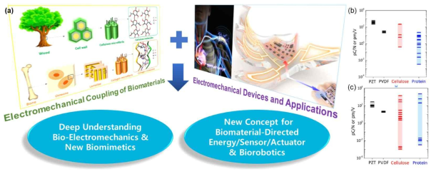 (a) 전체 연구내용과 연구목표 개요: 대표적 전기-기계결합현상 바이오소재인 셀룰로오스와 콜라겐 등의 구조 (left panel) 및 최종 공학적 목표 (right panel). (b, c) PZT, PVDF 와 비교하여 편차가 심한 바이오소재들의 압전 계수 보고