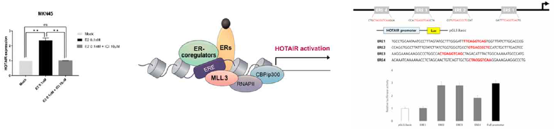 Promoter assay with Estrogen and HOTAIR