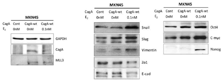 EMT and Stemness marker are increased co-treatment