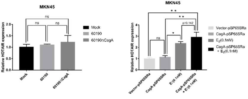 Co-treatment with CagA and Estrogen increases expression of HOTAIR