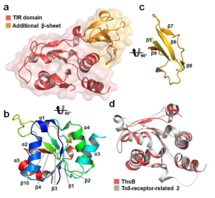 ThsB 단백질의 분자 구조