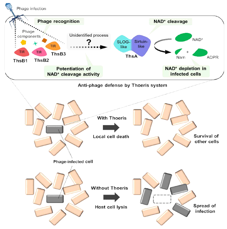 Thoeris 체계의 박테리오파지 대항 방어 메커니즘