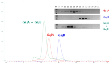SEC에서 GajA 단백질과 GajB 단백질의 상호작용