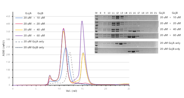 SEC를 이용한 GajA 단백질과 GajB 단백질의 결합비 측정