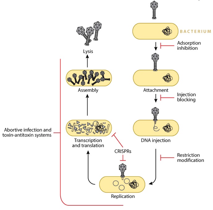 박테리오파지의 Replication cycle과 각 단계에서 작용하는 박테리오파지 대항 세균 방어 메커니즘