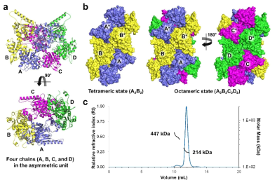 ThsA 단백질의 Oligomeric state 분석