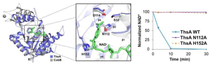 ThsA 단백질의 NAD 분해 활성 자리 규명