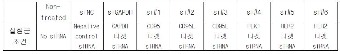 siRNA transfection 실험군 조건