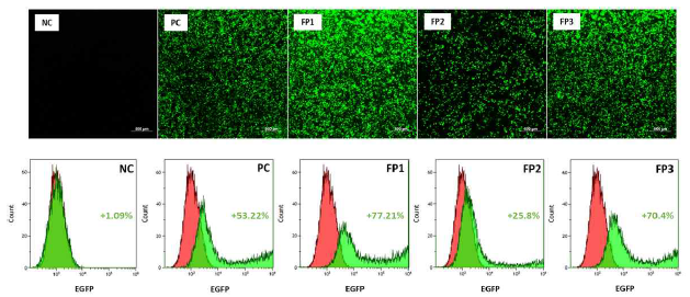 eGFP 발현을 통한 형광현미경, FACS 분석