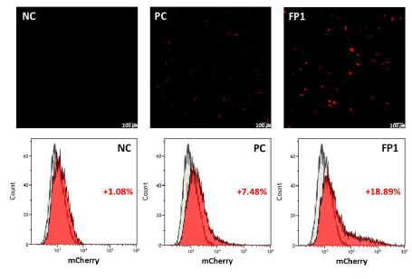 Cas9-mCherry-encoding 플라스미드 형질전환