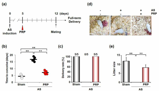 PRP치료후 AS mouse model에서 불규칙적인 생리 사이클이 조절되어 임신까지의 시간이 유의하게 단축되었으며, 출산율을 증가시켜 주었다. 치료받지 않은 AS쥐는 출산을 전혀 하지 않았다