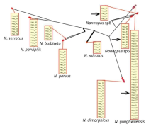 PhyloMap visualization of bPTP results based on (A) mtCOI and (B) mtCYTB sequences