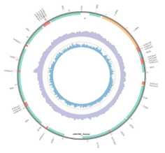 Genomic map and annotation of E. pacifica complete mitochondrial genome