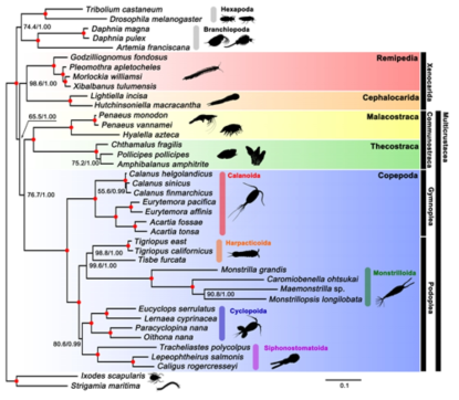 요각류 5 목의 phylogenomics 분석 결과 (윤성일 교수 연구실 논문 투고 중)