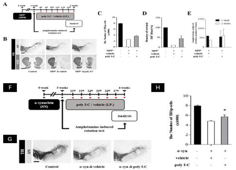 신경독성 (MPP+) (A-E)과 유전인자 (α-syn) (F-H) 유도 파킨슨병 동물모델에서 TLR-3 작용제인 poly I:C 처리 후 도파민 신경세포 보호 효과 분석