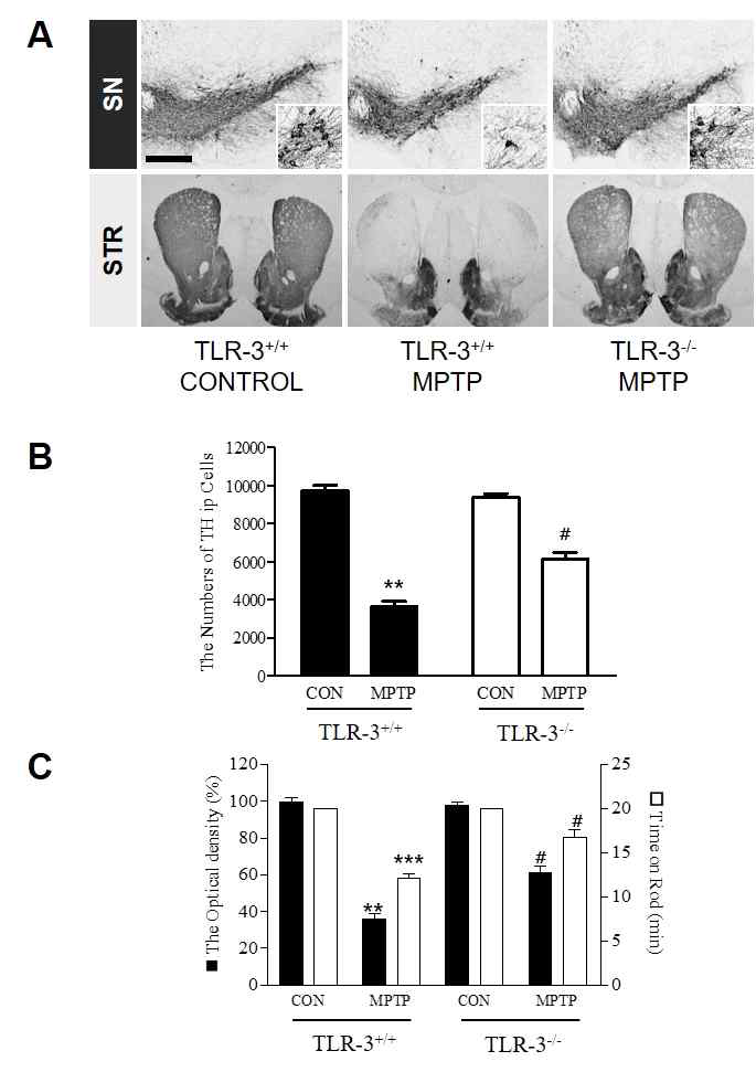신경독성물질인 MPTP를 TLR-3 유전자 wild-type 생쥐 (TLR-3+/+) 또는 TLR-3 유전자 knockout 생쥐 (TLR-3-/-) 복강에 투여하여 도파민 신경세포의 사멸을 확인함. TLR-3 유전자 결핍에 의해서 MPTP에 의한 중뇌 흑질의 도파민 신경세포의 사멸 (A-B), 선조체 내의 도파민 신경세포 손상 (A, C) 및 행동 기능 손상 (C)이 저해됨을 확인하였음