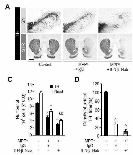 파킨슨병 동물모델 흑질에 IFN-β 기능저해(중화제 투여) 후 도파민신경세포 사멸 확인