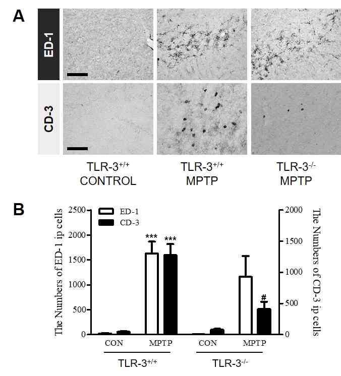 TLR-3 유전자가 결핍된 MPTP 유도 파킨슨병 동물모델 중뇌 흑질에서 면역세포의 세포 내 침투를 확인하였음. TLR-3 유전자 결핍에 의해서 적응면역 세포들의 침투가 저해됨을 확인하였음