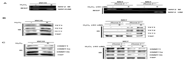 WI38세포와 RUNX3+/+, RUNX3-/- 형질전환 마우스로부터 얻은 세포(MEF)내에서 마일드한 산화적 스트레스 시 NRF2프로모터 부위 메틸화 및 DNA메틸화 관련 단백질의 발현 변화