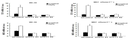 WI38세포와 RUNX3+/+, RUNX3-/- 형질전환 마우스로부터 얻은 세포(MEF)내에서 마일드한 산화적 스트레스 시 DNA 메틸화 조절 단백질의 NRF2 mRNA발현 변화