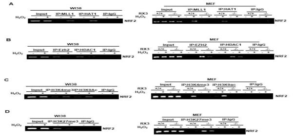 WI38세포와 RUNX3+/+, RUNX3-/- 형질전환 마우스로부터 얻은 세포(MEF)내에서 마일드한 산화적 스트레스 시 히스톤 변형 단백질의 NRF2 전사활성 조절 변화
