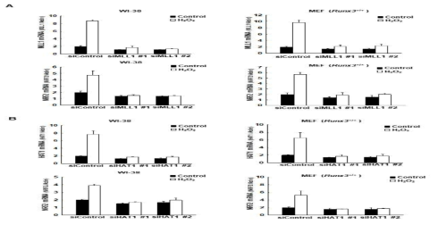 WI38세포와 RUNX3+/+, RUNX3-/- 형질전환 마우스로부터 얻은 세포(MEF)내에서 마일드한 산화적 스트레스 시 히스톤 변형 단백질의 NRF2 mRNA발현 변화