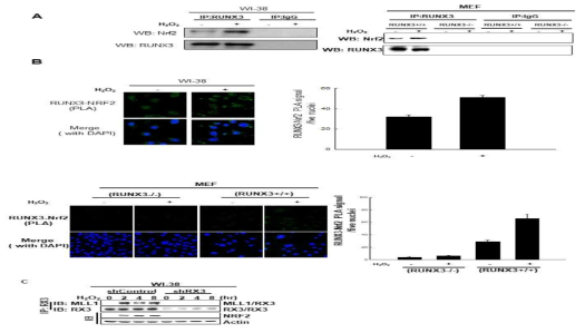 WI38세포와 RUNX3+/+, RUNX3-/- 형질전환 마우스로부터 얻은 세포(MEF)내에서 마일드한 산화적 스트레스 시 RUNX3와 NRF2, 히스톤 변형 단백질의 상호작용