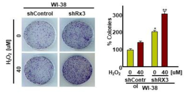 WI38세포내에서 마일드한 산화적 스트레스 시 colony 형성 변화