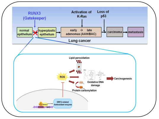 산화적 스트레스에 대해 gatekeeper RUNX3 역할의 모식도